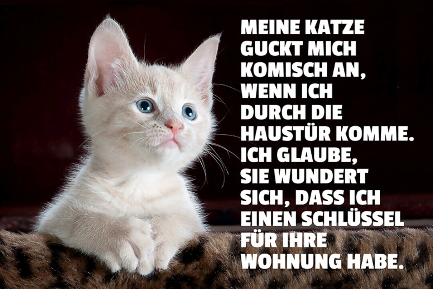 Schild Spruch Meine Katze guckt mich komisch an wenn ich durch die Haustür JW